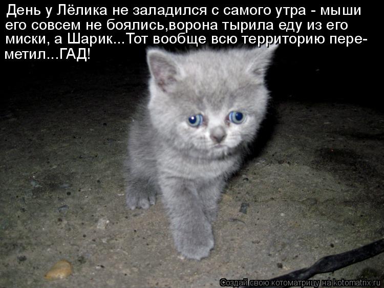 Котоматрица: День у Лёлика не заладился с самого утра - мыши его совсем не боялись,ворона  его совсем не боялись,ворона тырила еду из его миски, а Шарик...Т