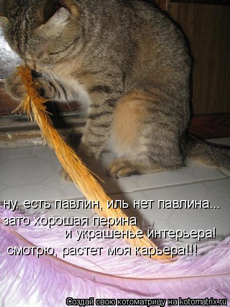 Котоматрица: ну, есть павлин, иль нет павлина... зато хорошая перина и украшенье интерьера! смотрю, растет моя карьера!!!
