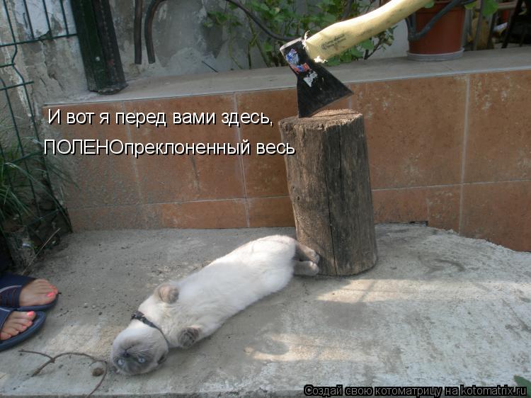 Котоматрица: И вот я перед вами здесь,  ПОЛЕНОпреклоненный весь