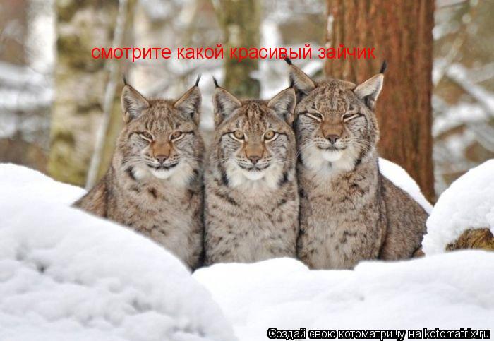 Котоматрица: смотрите какой красивый зайчик