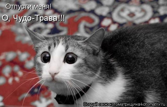Котоматрица: Отпусти меня!  О, Чудо-Трава!!!