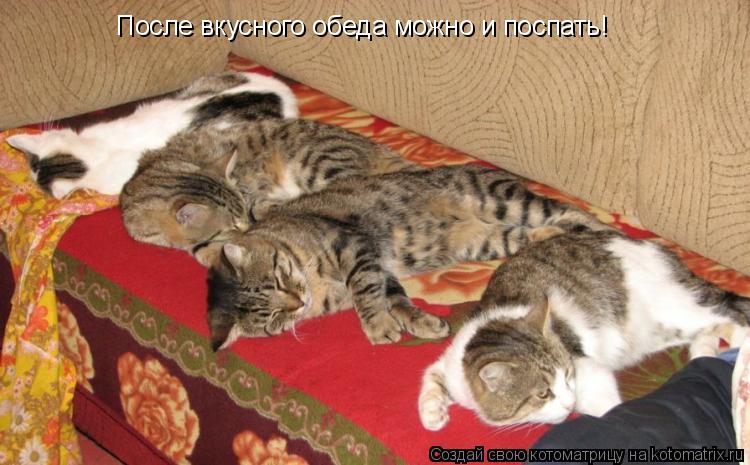 Котоматрица: После вкусного обеда можно и поспать!