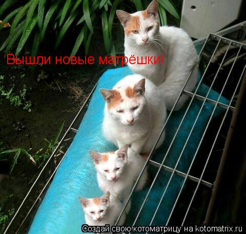 Котоматрица: Вышли новые матрёшки!