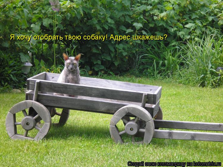 Котоматрица: Я хочу отобрать твою собаку! Адрес шкажешь?