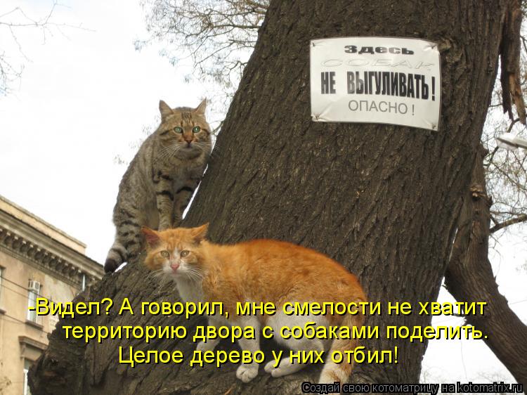 -Видел? А говорил, мне смелости не хватит территорию двора с собаками поделить. Целое дерево у них ... Котоматрица: -Видел? А говорил, мне смелости не хватит территорию двора с собаками поделить. Целое дерево у них отбил!