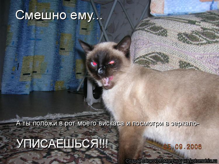 Котоматрица: Смешно ему... А ты положи в рот моего вискаса и посмотри в зеркало-  УПИСАЕШЬСЯ!!!