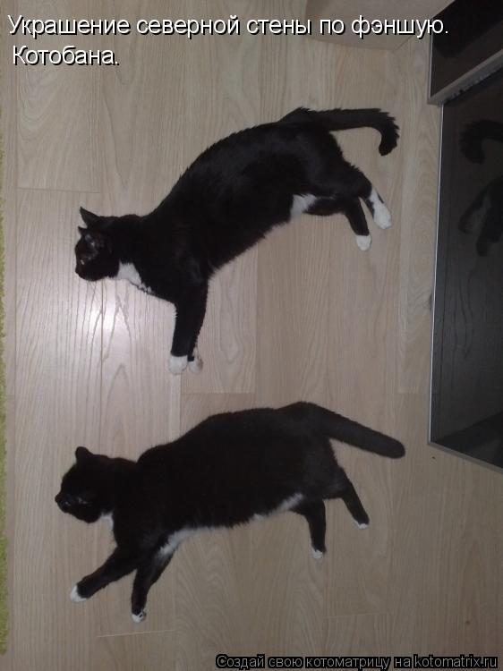 Котоматрица: Котобана. Украшение северной стены по фэншую.