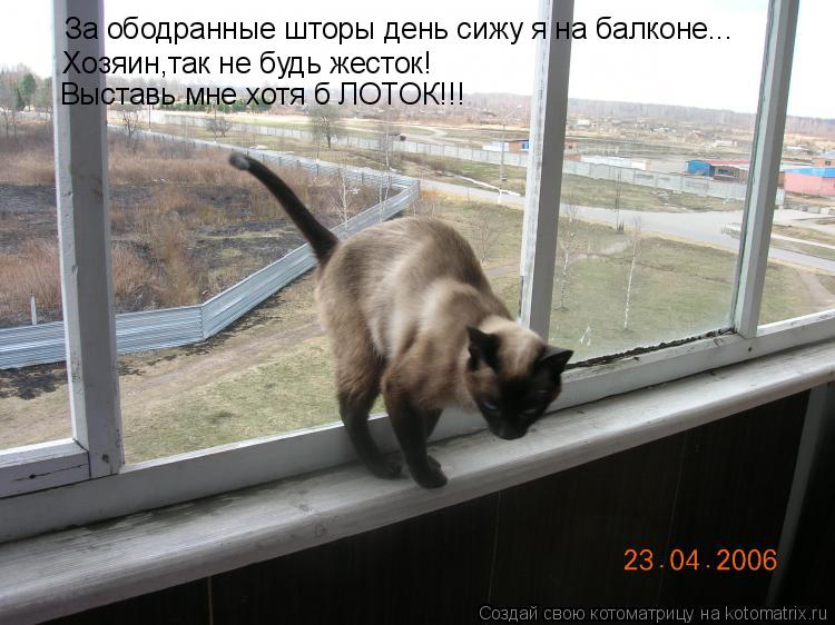Котоматрица: За ободранные шторы день сижу я на балконе... Хозяин,так не будь жесток! Выставь мне хотя б ЛОТОК!!!
