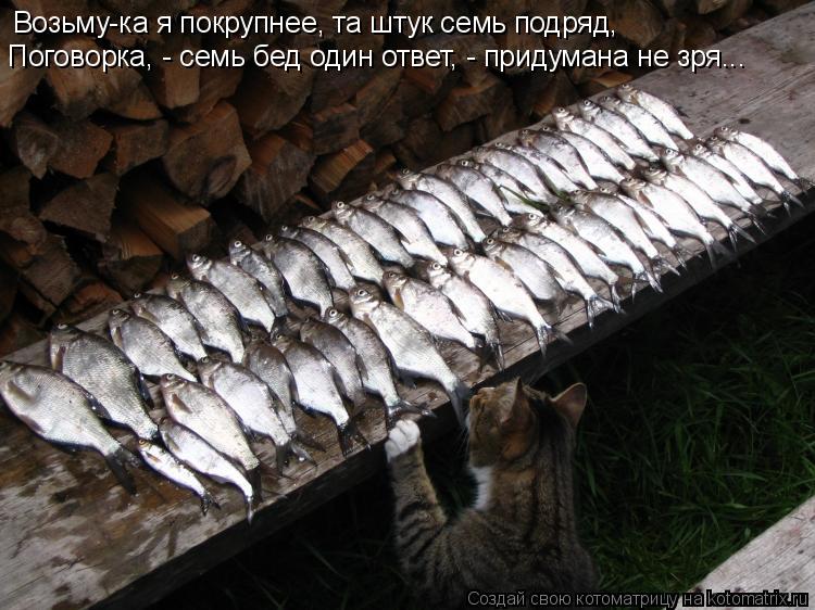 Котоматрица: Возьму-ка я покрупнее, та штук семь подряд, Поговорка, - семь бед один ответ, - придумана не зря...