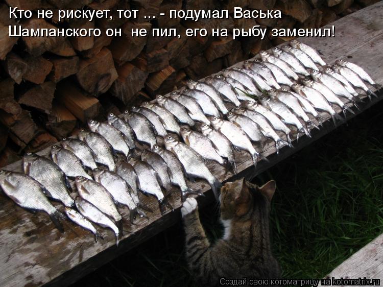 Котоматрица: Шампанского он  не пил, его на рыбу заменил! Кто не рискует, тот ... - подумал Васька