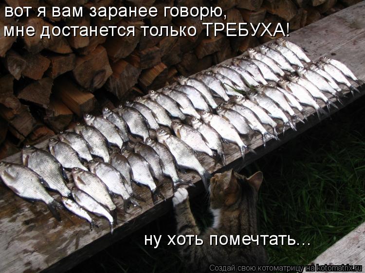 Котоматрица: вот я вам заранее говорю, мне достанется только ТРЕБУХА! ну хоть помечтать...
