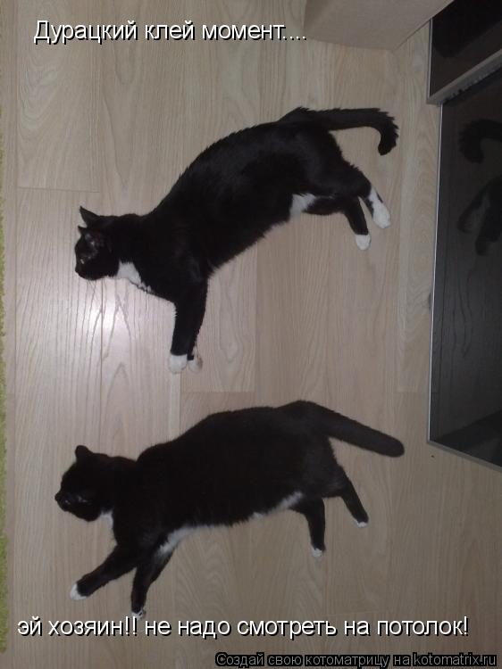 Котоматрица: Дурацкий клей момент.... эй хозяин!! не надо смотреть на потолок!