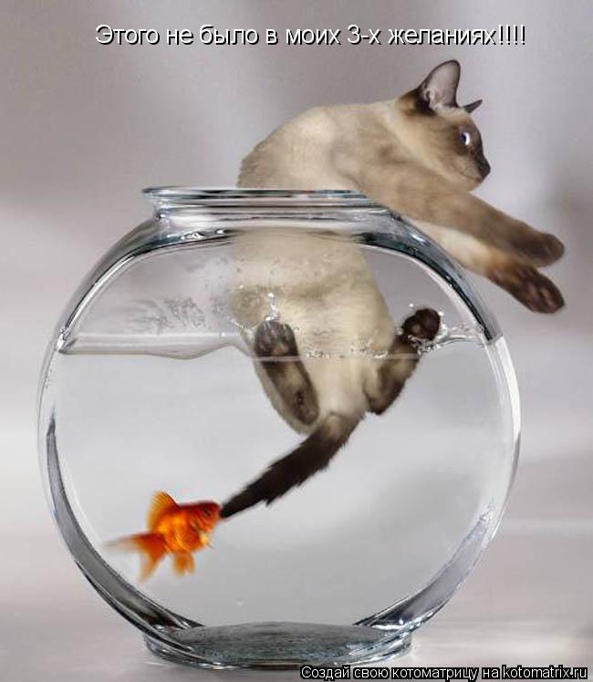 Котоматрица: Этого не было в моих 3-х желаниях!!!!