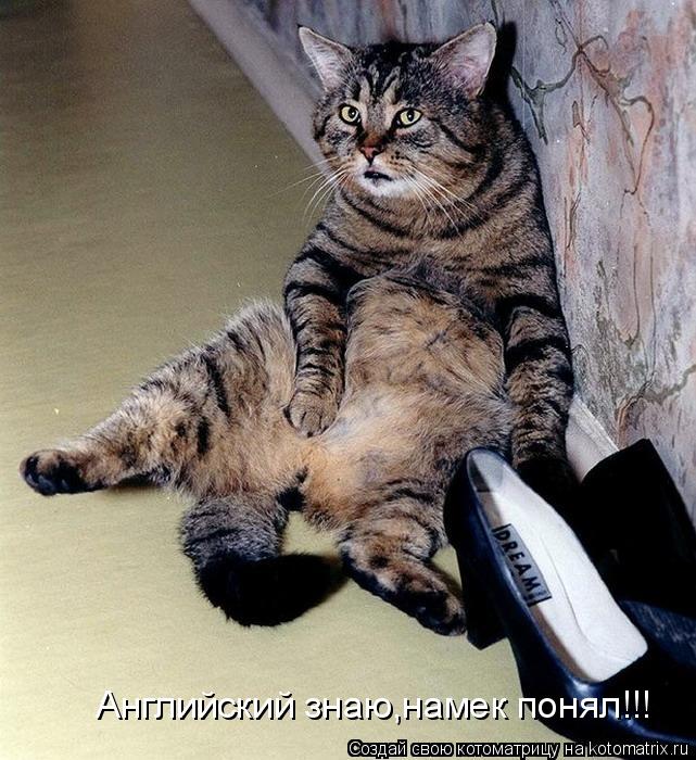 Котоматрица: Английский знаю,намек понял!!!