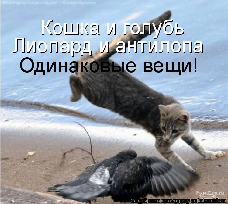 Кошка и голубь Лиопард и антилопа Одинаковые вещи!... Котоматрица: Кошка и голубь Лиопард и антилопа Одинаковые вещи!