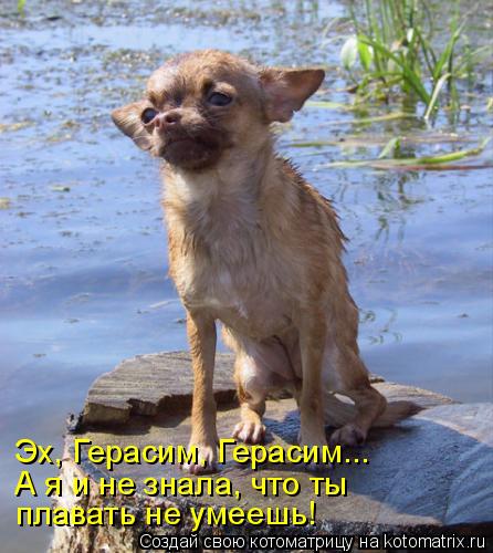 Эх, Герасим, Герасим... плавать не умеешь! А я и не знала, что ты... Котоматрица: Эх, Герасим, Герасим... плавать не умеешь! А я и не знала, что ты
