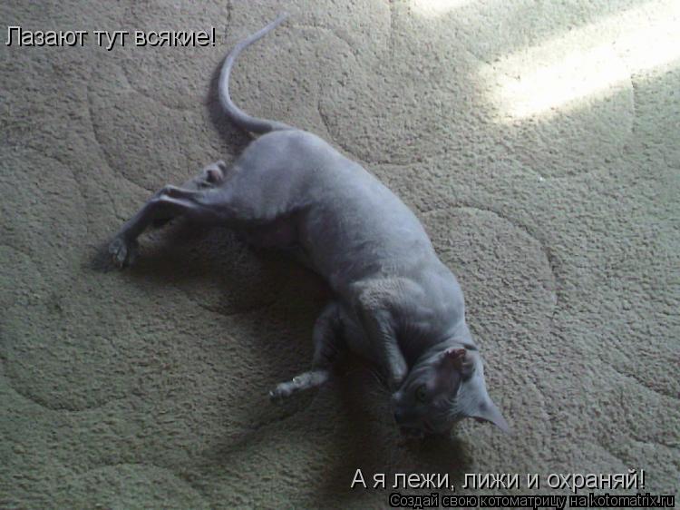 Котоматрица: Лазают тут всякие! А я лежи, лижи и охраняй!