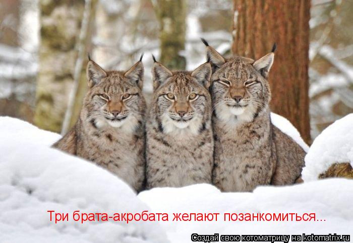 Котоматрица: Три брата-акробата желают позанкомиться...