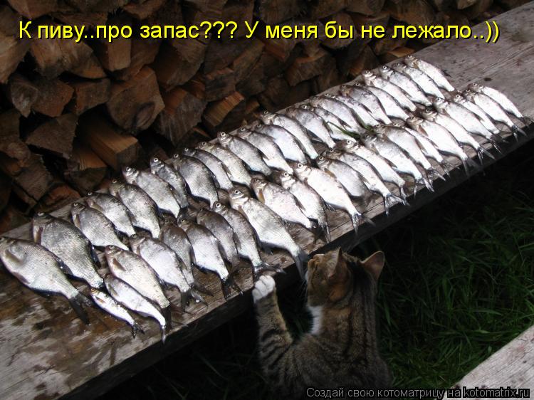 Котоматрица: К пиву..про запас??? У меня бы не лежало..))