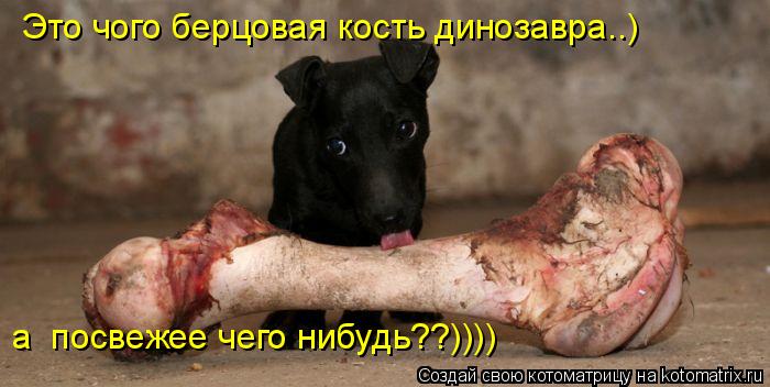 Котоматрица: Это чого берцовая кость динозавра..) а  посвежее чего нибудь??))))