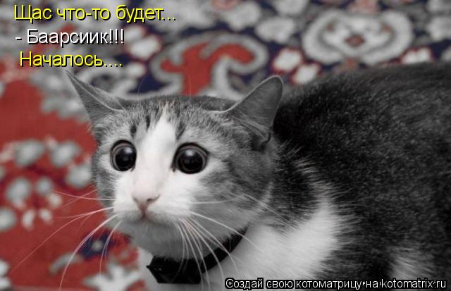 Котоматрица: Щас что-то будет... - Баарсиик!!! Началось....