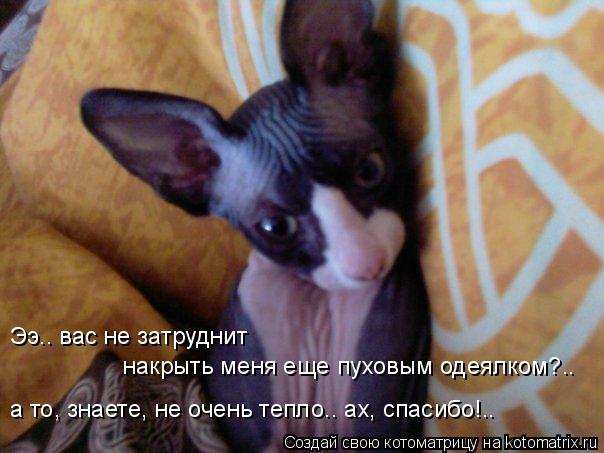 Котоматрица: Ээ.. вас не затруднит накрыть меня еще пуховым одеялком?.. а то, знаете, не очень тепло.. ах, спасибо!..
