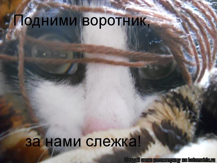 Котоматрица: Подними воротник, за нами слежка!