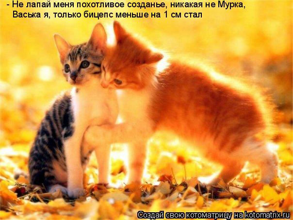 Котоматрица: - Не лапай меня похотливое созданье, никакая не Мурка,  Васька я, только бицепс меньше на 1 см стал