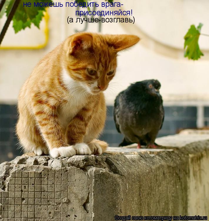 Котоматрица: не можешь победить врага- присоединяйся! (а лучше-возглавь)