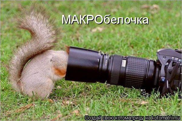 Котоматрица: МАКРОбелочка