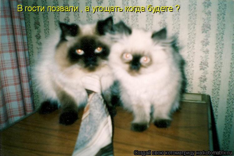 Котоматрица: В гости позвали , а угощать когда будете ?