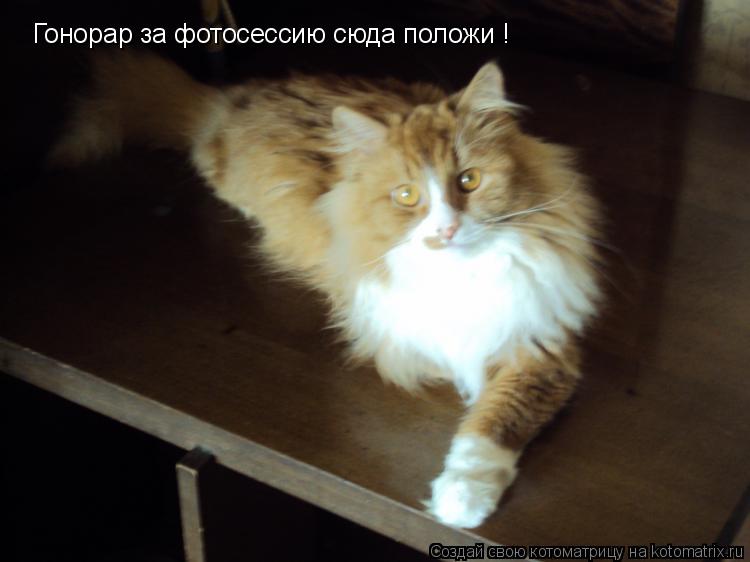 Котоматрица: Гонорар за фотосессию сюда положи !