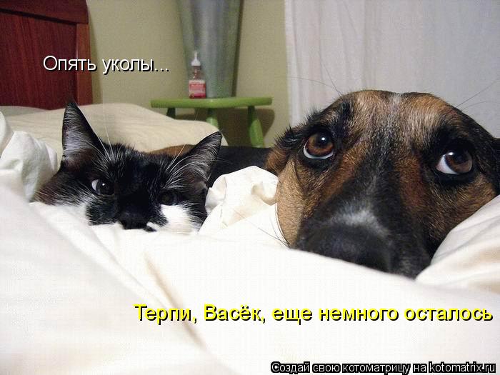 Котоматрица: Опять уколы... Терпи, Васёк, еще немного осталось