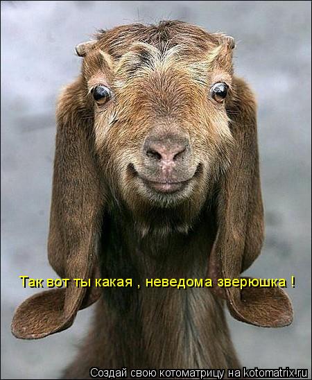 Котоматрица: Так вот ты какая , неведома зверюшка !
