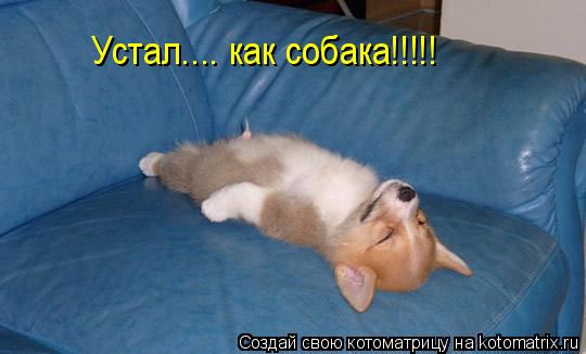 Котоматрица: Устал.... как собака!!!!!