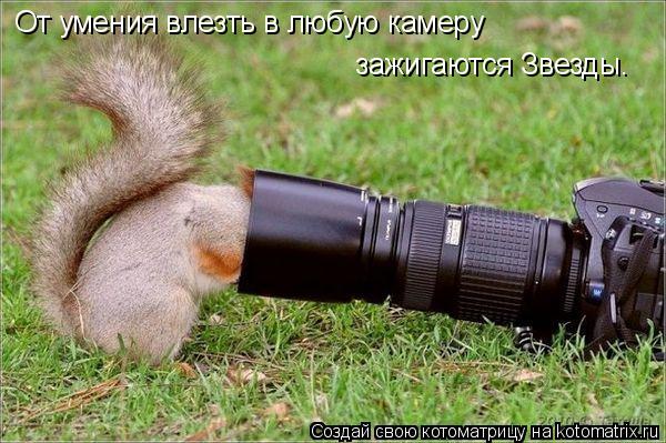 Котоматрица: От умения влезть в любую камеру  зажигаются Звезды.