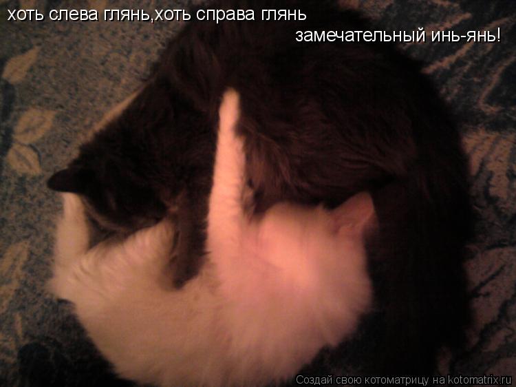 Котоматрица: хоть слева глянь,хоть справа глянь замечательный инь-янь!