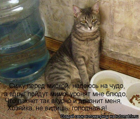 Котоматрица: Сижу перед миской, надеюсь на чудо, а вдруг пойдут мимо, уронят мне блюдо, Что пахнет так вкусно и дразнит меня, Хозяйка, не видишь, голодная я