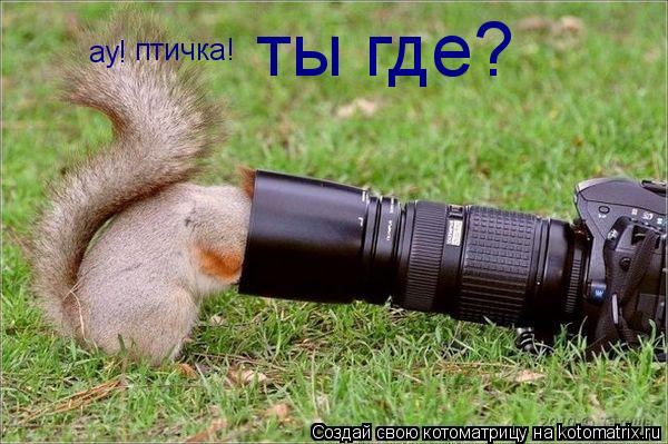 Котоматрица: ау!   птичка!  ты где?