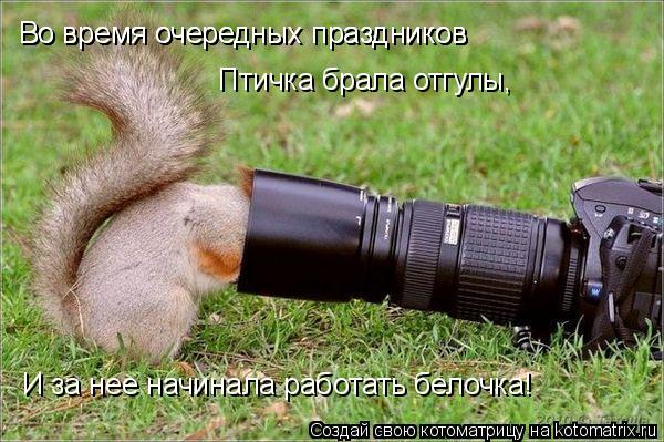 Котоматрица: Птичка брала отгулы, И за нее начинала работать белочка! Во время очередных праздников Во время очередных праздников