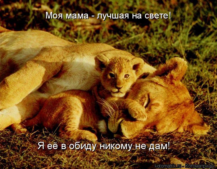 Котоматрица: Моя мама - лучшая на свете! Я её в обиду никому не дам!