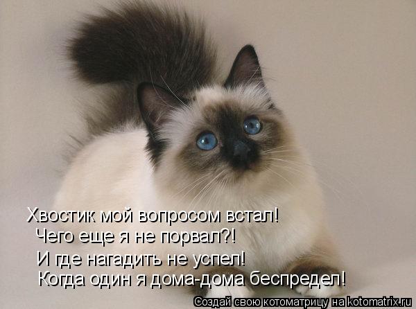 Котоматрица: Хвостик мой вопросом встал! И где нагадить не успел! Когда один я дома-дома беспредел! Чего еще я не порвал?!