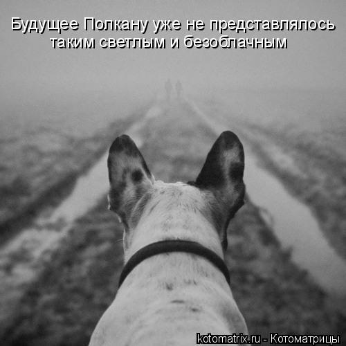 Котоматрица: Будущее Полкану уже не представлялось таким светлым и безоблачным