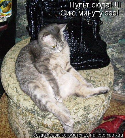 Котоматрица: Пульт сюда!!!!! Сию минуту сэр!