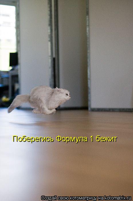 Котоматрица: Поберегись Формула 1 бежит