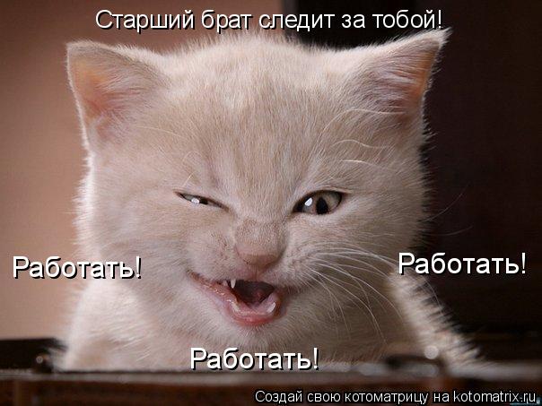 Котоматрица: Старший брат следит за тобой! Работать! Работать! Работать!