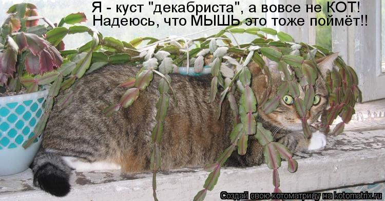 Котоматрица: Надеюсь, что МЫШЬ это тоже поймёт!! Я - куст "декабриста", а вовсе не КОТ!