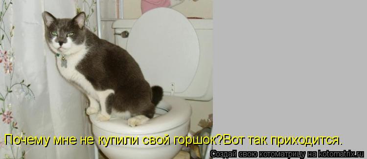 Котоматрица: Почему мне не купили свой горшок?Вот так приходится.