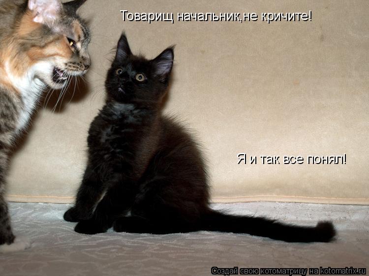 Котоматрица: Товарищ начальник,не кричите! Я и так все понял!