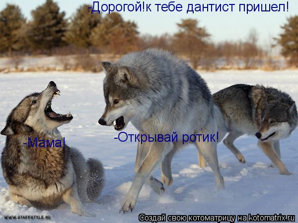 Котоматрица: -Дорогой!к тебе дантист пришел! -Открывай ротик! -Мама!